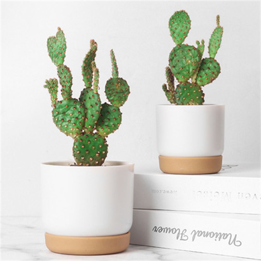 Round Green Plant Garden Suppl - Aloe Vera Pot 评论和价格
