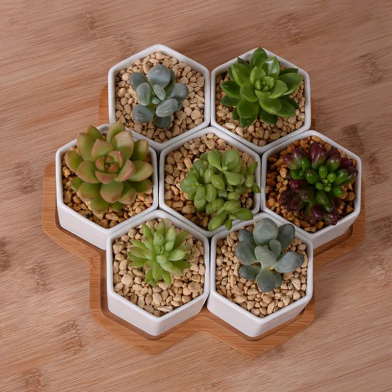 Set of 4/7/9/10 Hexagon Flower - Aloe Vera Pot 评论和价格