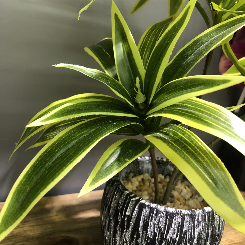 35CM 3 Fork Artificial Desktop - Dracaena Marginata 评论和价格
